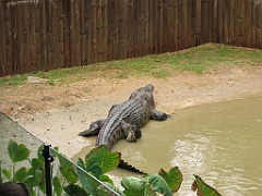 222 Hartley's Crocodile Farm